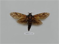 藏品(梟斑蠹蛾)的圖片